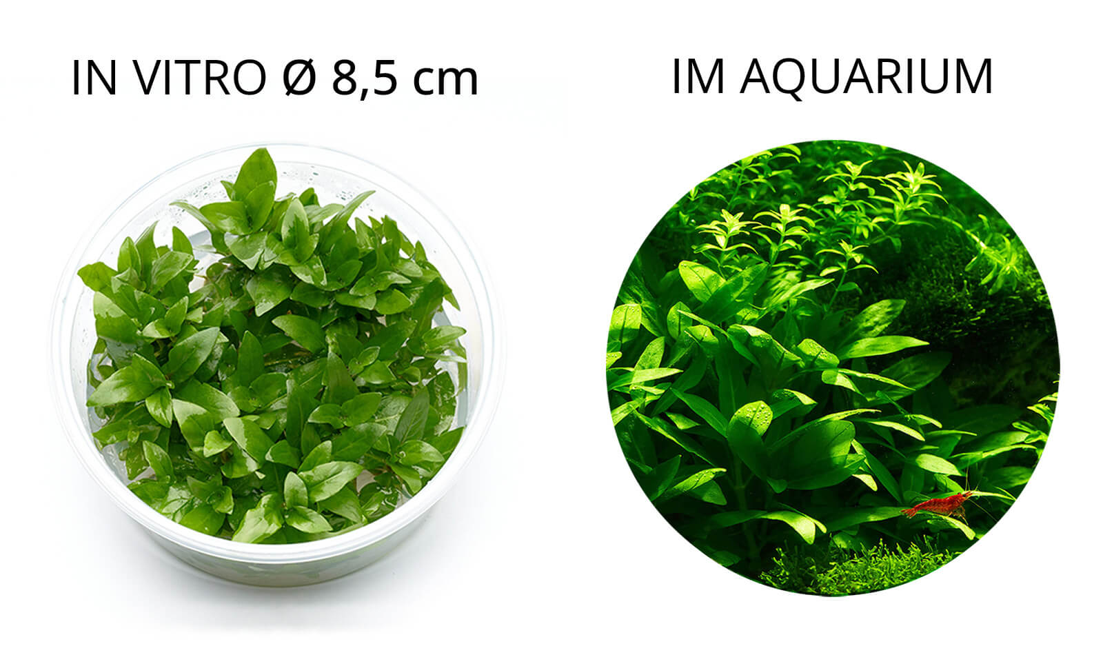 Staurogyne repens in vitro Pflanze Lieferumfang
