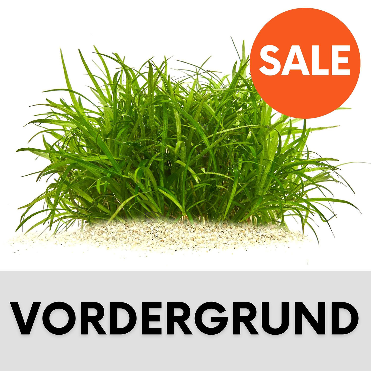 Aquarium Pflanzen Vordergrund, Aquarienpflanzen Vordergrund, grasartige Vordergrundpflanze im Aquarium