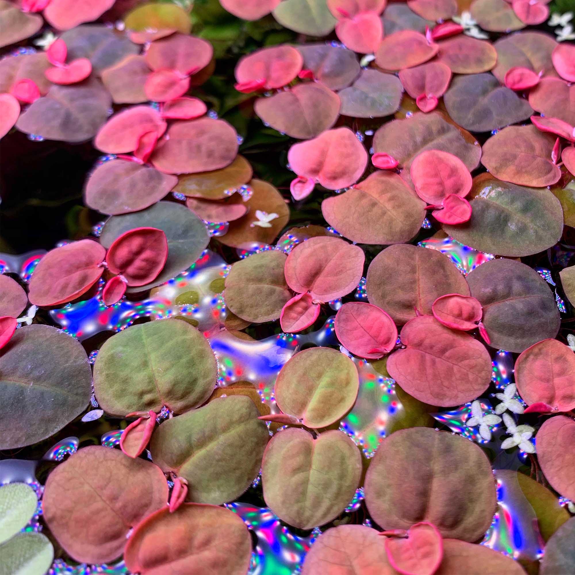 Schwimmende Wolfsmilch wird von einer RGB Beleuchtung beschienen