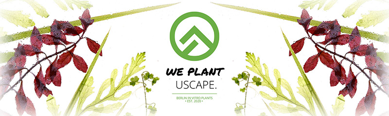 In vitro Aquarienpflanzen von USCAPE plants günstig online kaufen