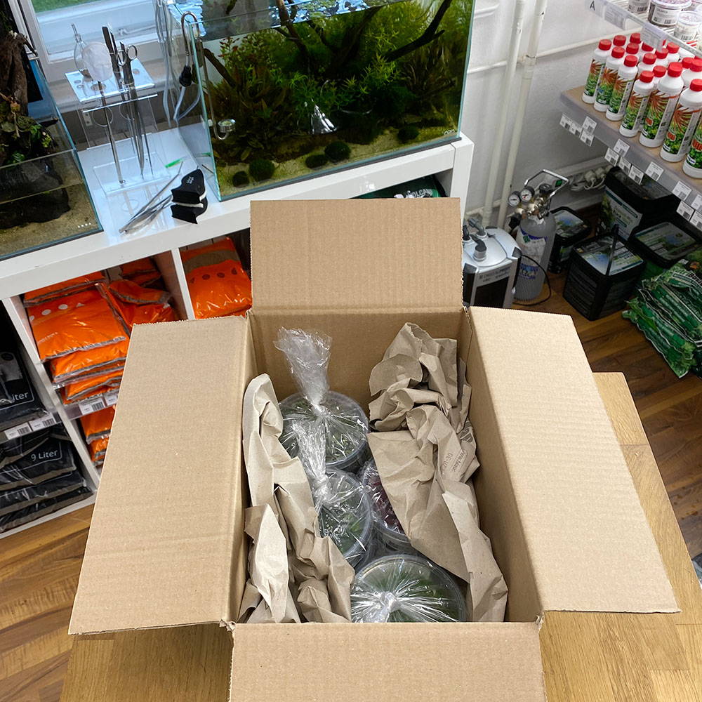 Verpackung und Versand von in vitro Aquarienpflanzen im Sommer
