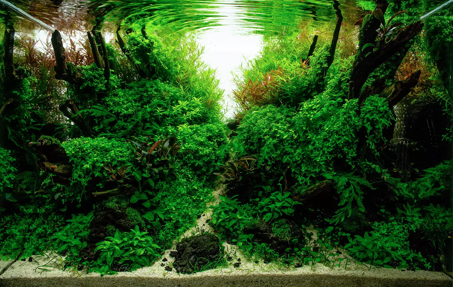 Naturaquarium einrichten, nature aquarium