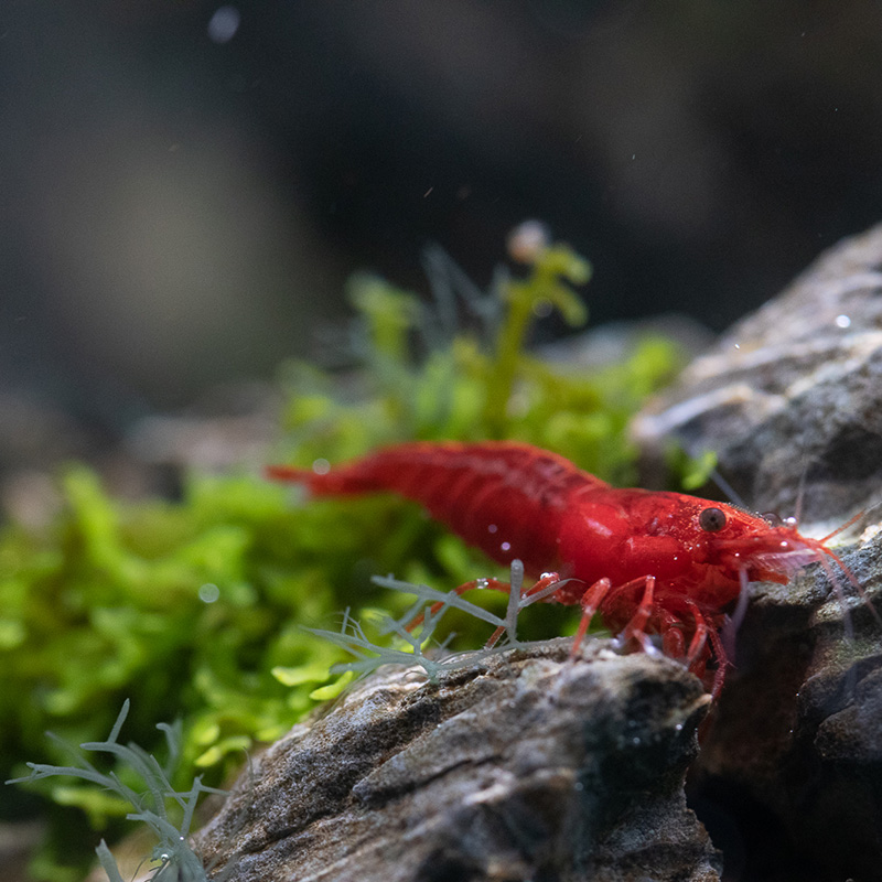 Rotalgen treten als Begleiterscheinung von zu viel Eisen im Aquarienwasser auf