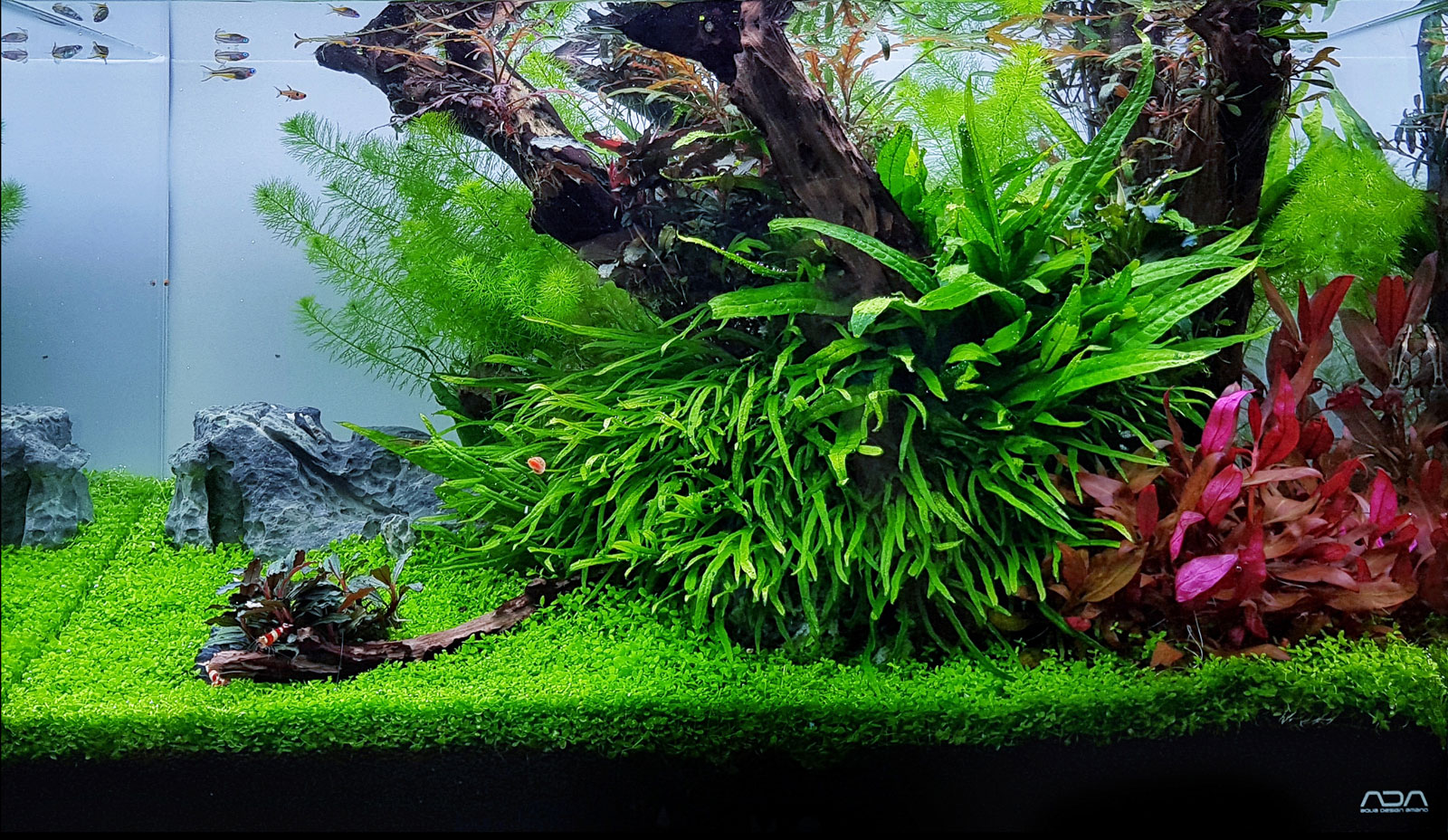 Caridina und Aquascaping