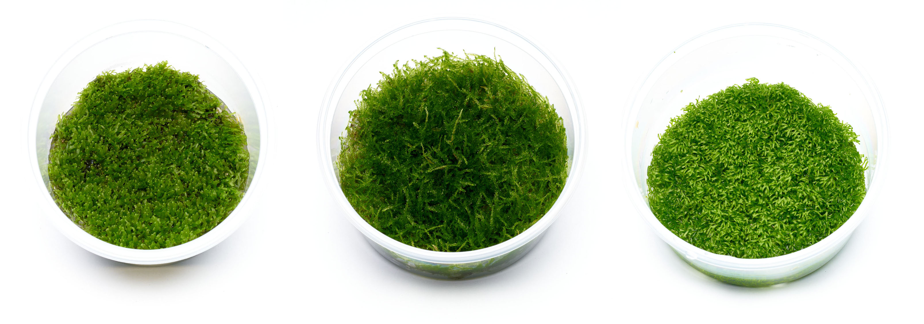 Aquariummoose-In-Vitro-Garnelen-Guemmer