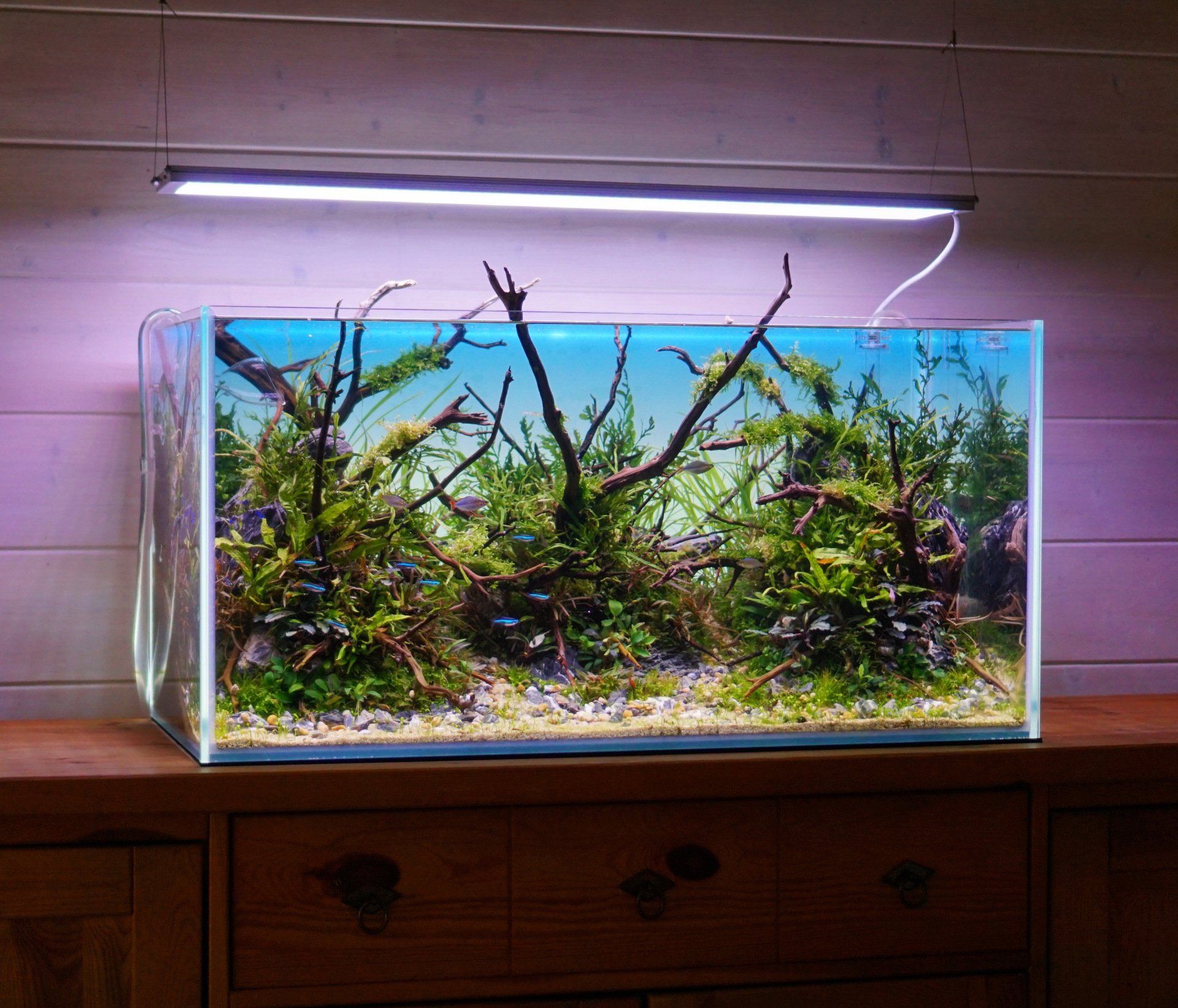 Johannes-Schreck-Naturaquarium-90p-Weissgla