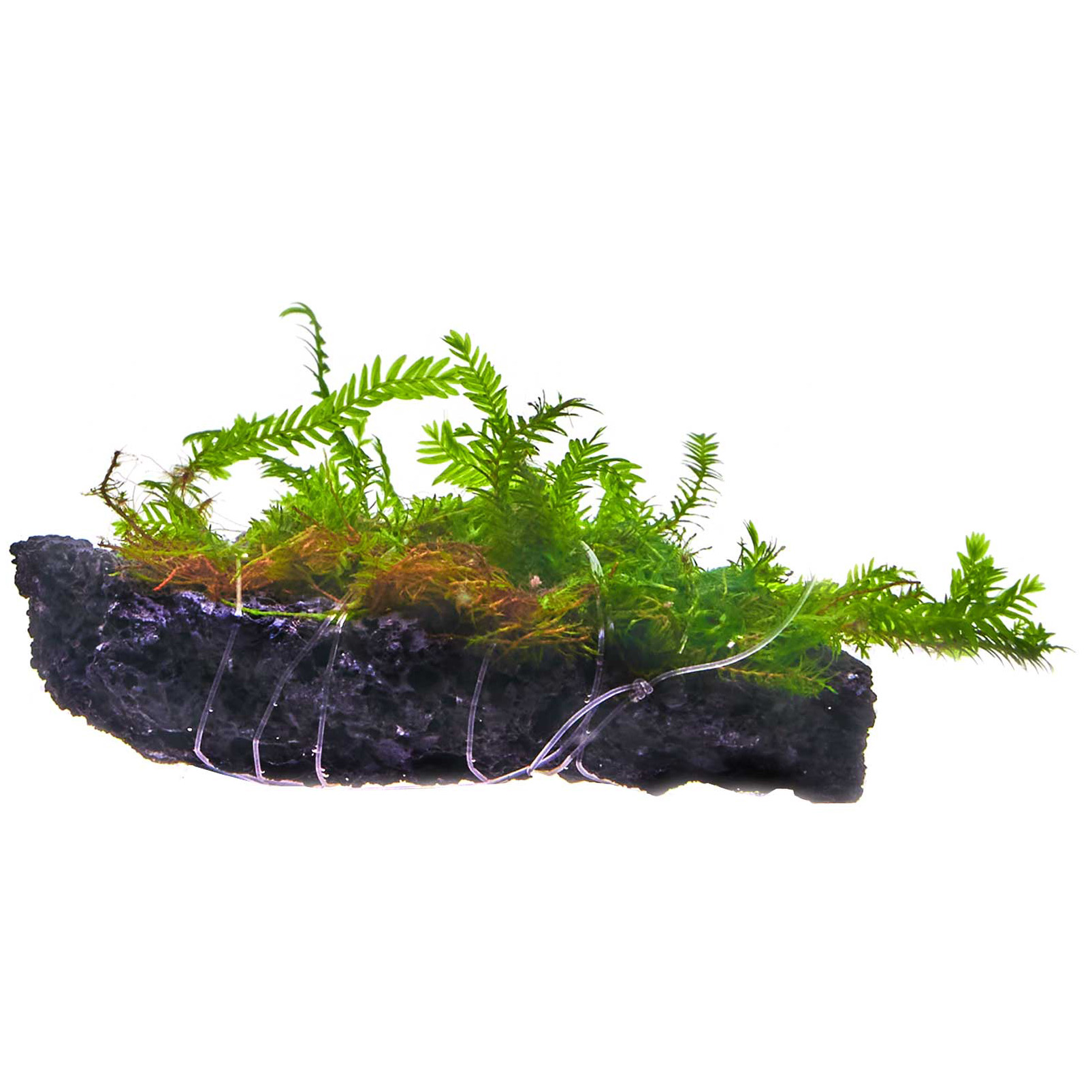 Fissidens Hougouke Fissidens dubius auf Lavastein