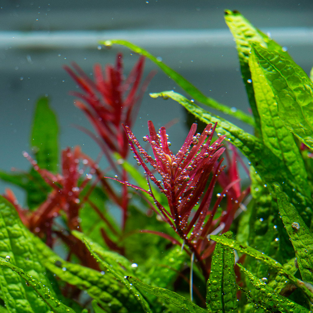 Rotala H´Ra ´Sauerstoffperlen während Photosythese