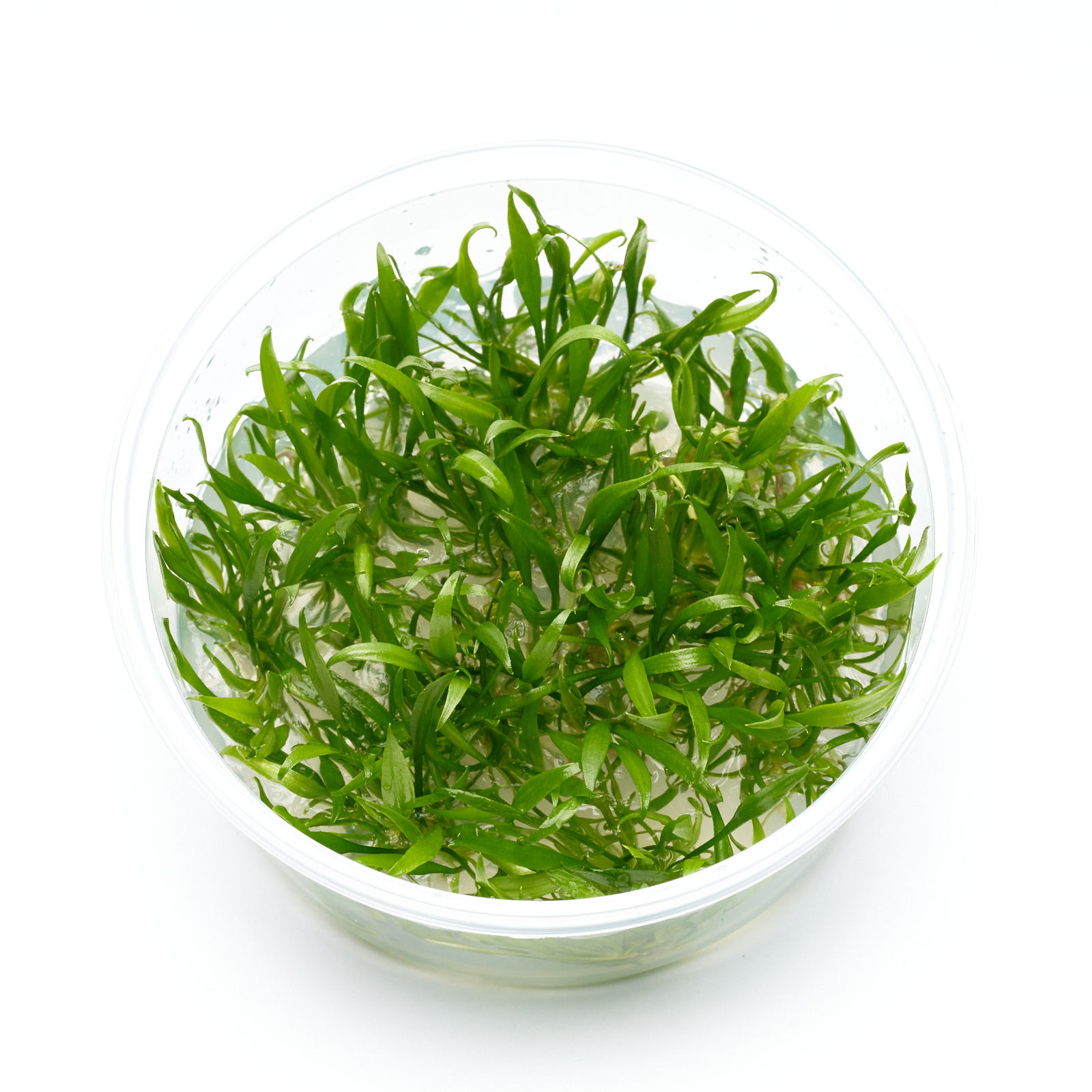 Cryptocoryne parva | Kleiner Wasserkelch günstig online kaufen