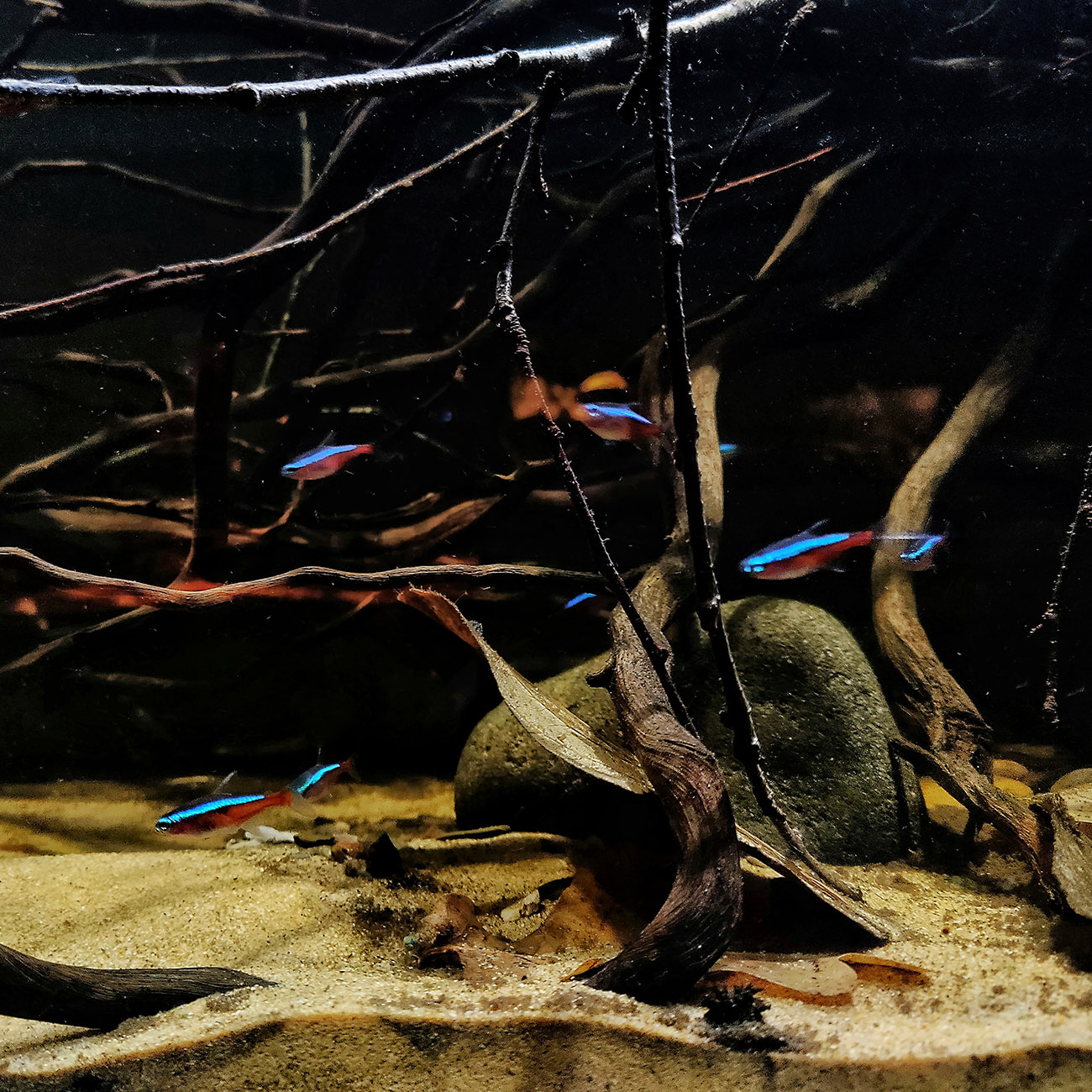 Südamerikanische Neonsalmler, eine typische Fischart im Amazonas