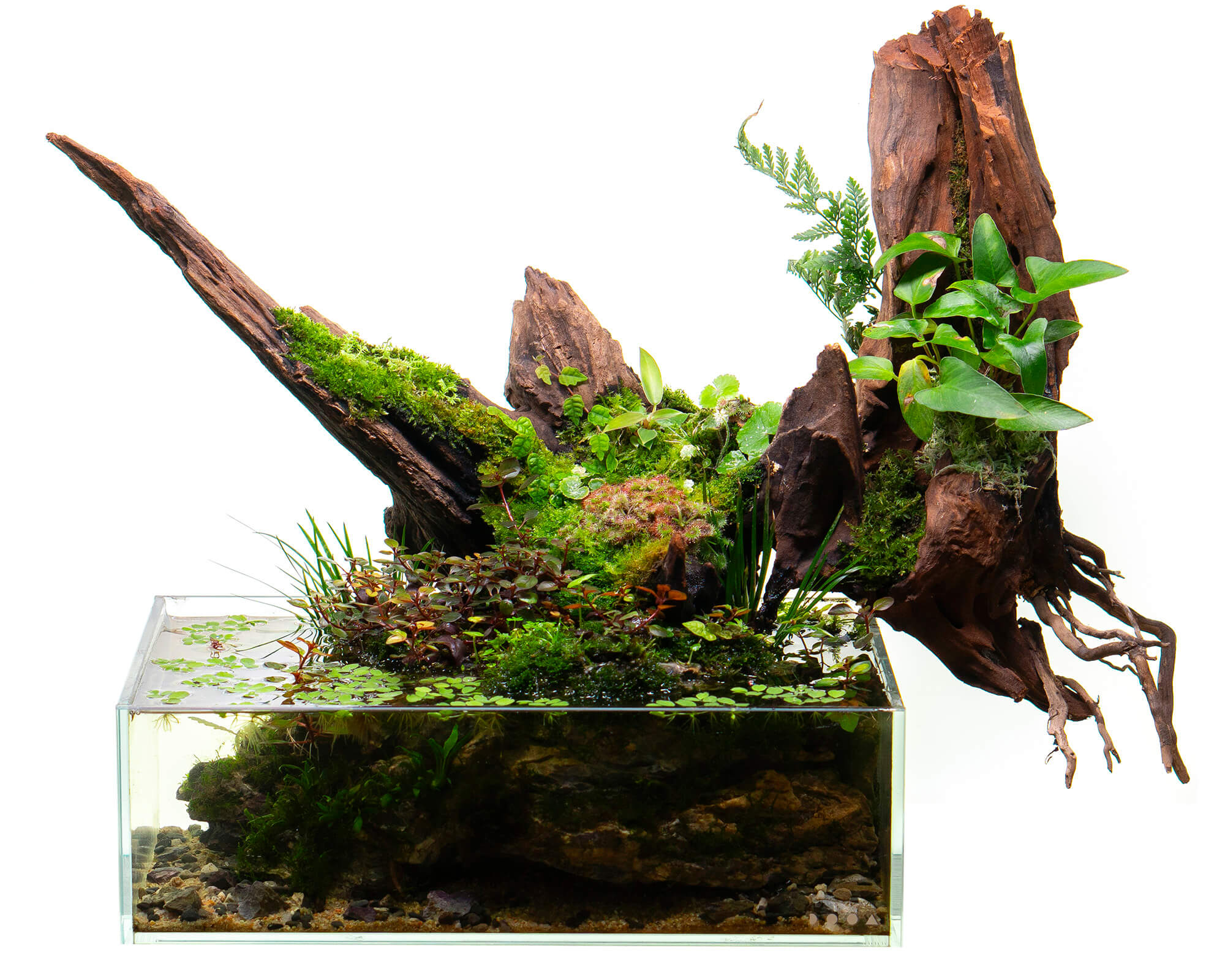 Aqua Terrarium im Riparium Stil mit Moosen und Hygrolon
