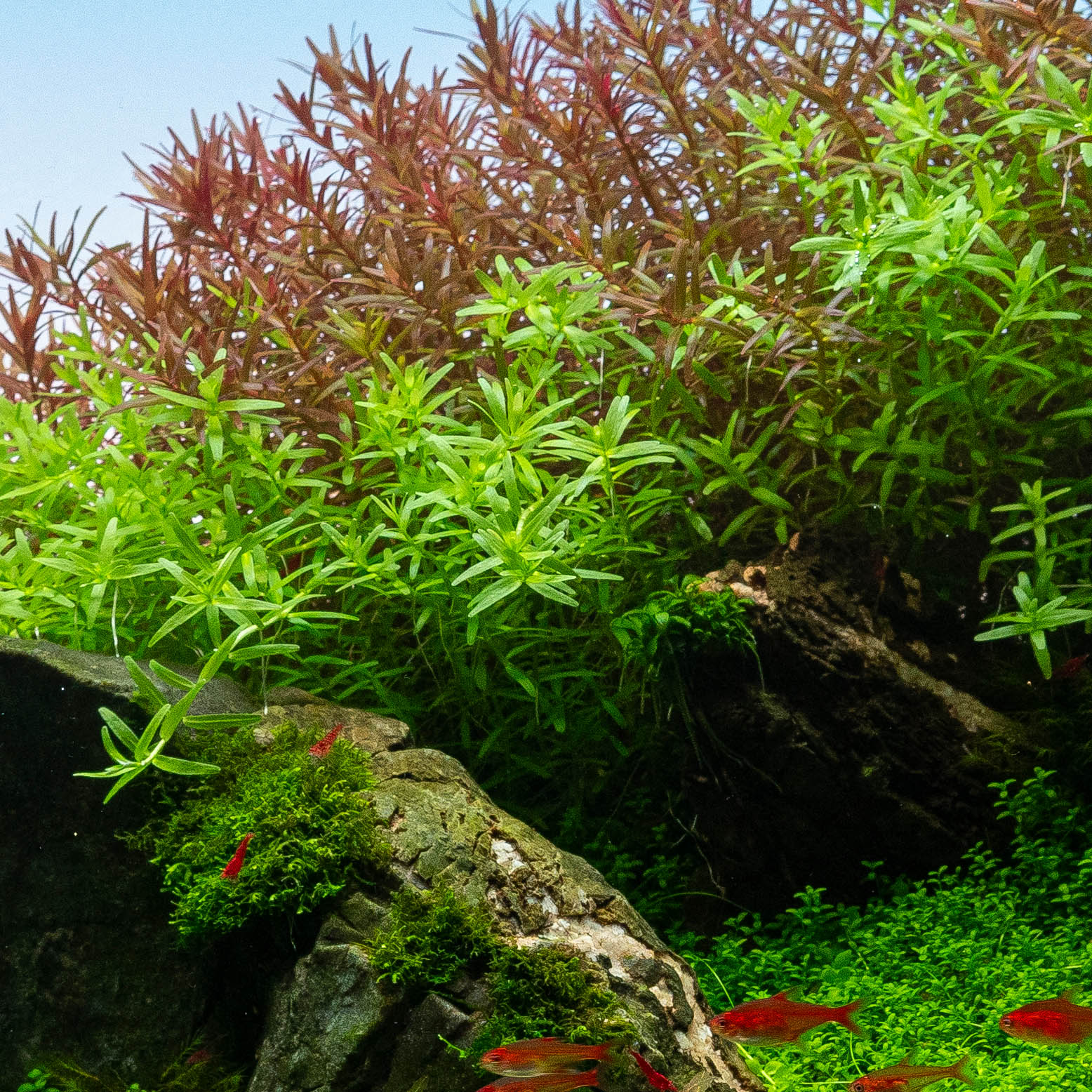 Anubias Pangolino für mehr Tiefenwirkung im Aquascape