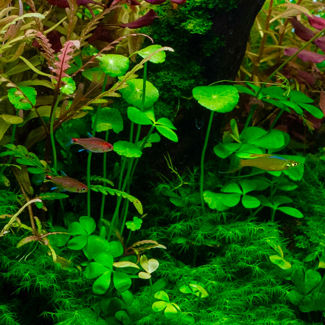 Hydrocotyle verticilata im Aquarium