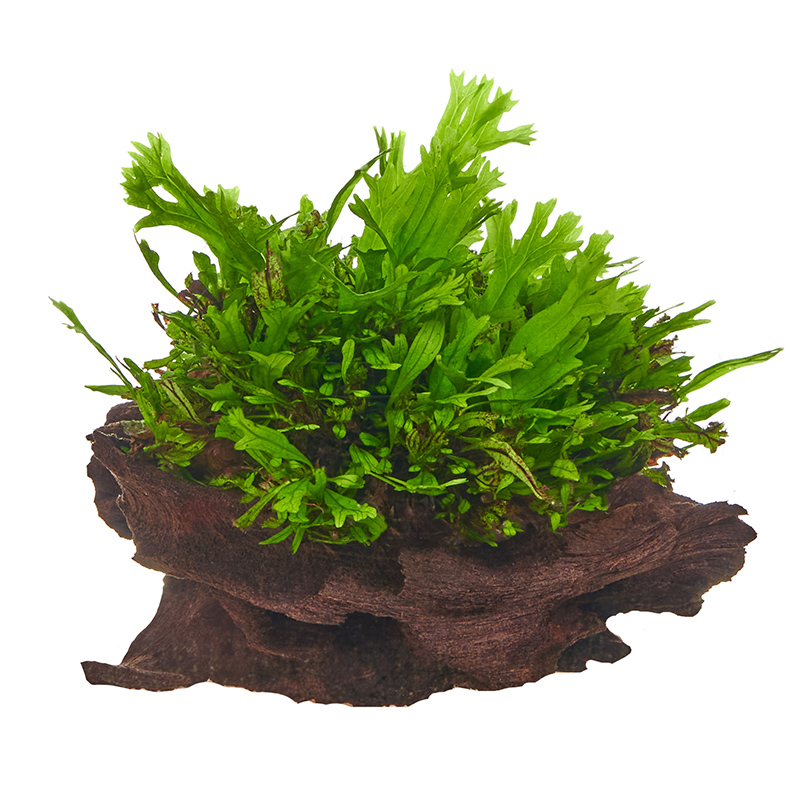 Microsorum pteropus Windelov