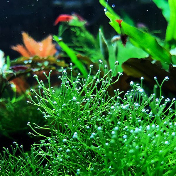 Riccia fluitans Sauerstoffperlen
