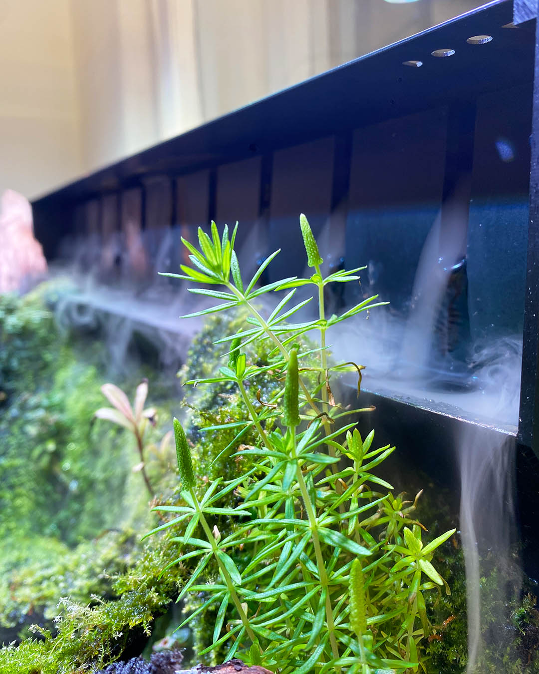 Pogostemon Erectus wächst in einem Paludarium in seiner emersen Form