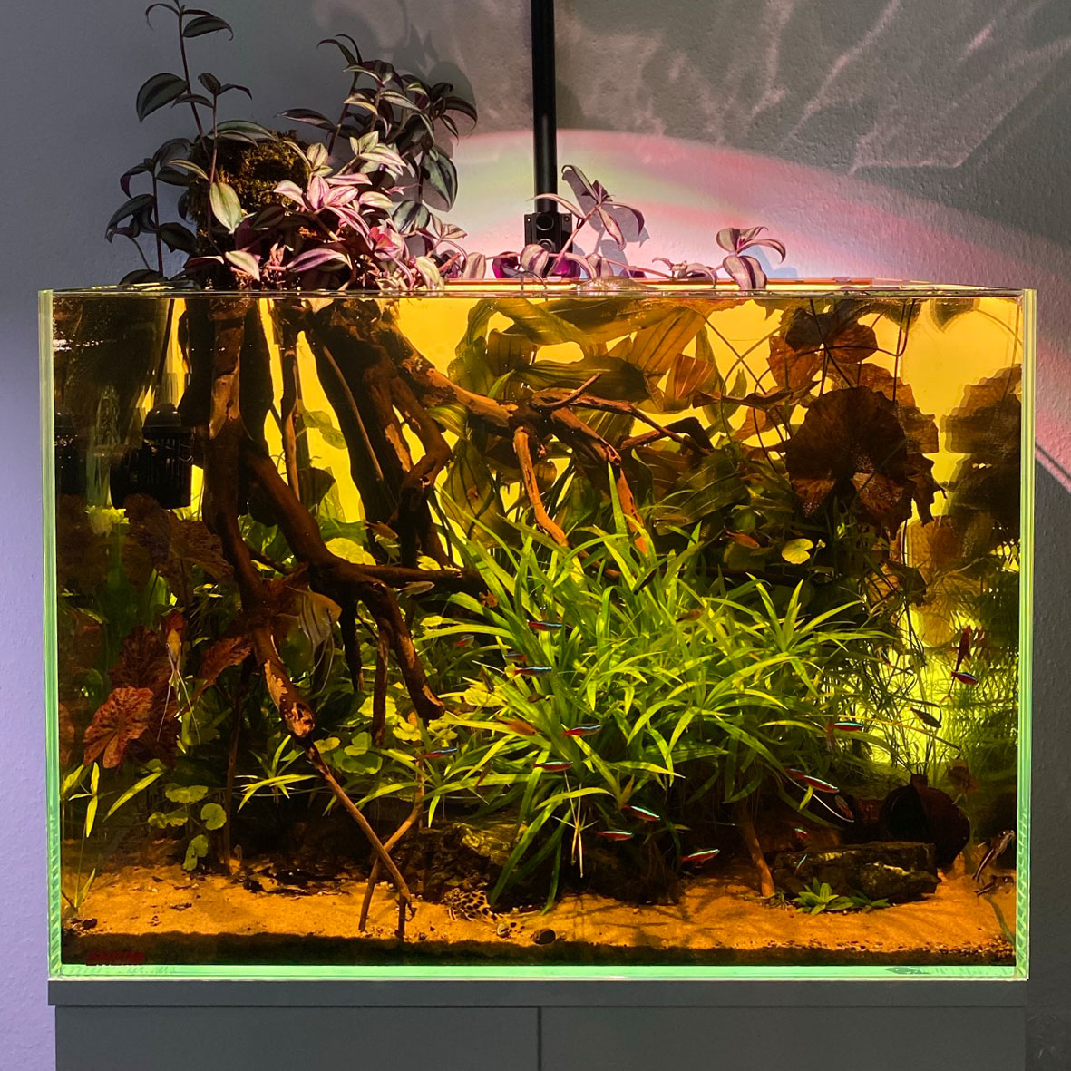 Aquarium Pflanzen aus dem Amazonas mit Treibholz und Huminstoffen im Wasser