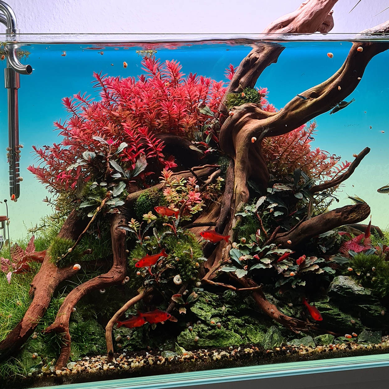 Rotala rotundifolia rote Stängelpflanze im Hintergrund eines Aquariums