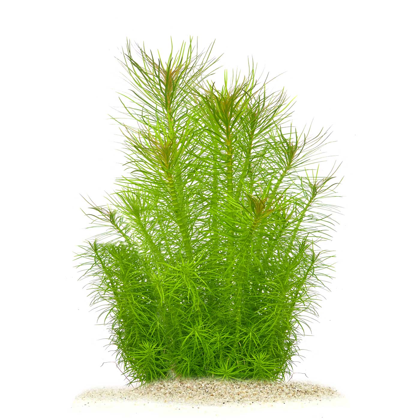 Pogostemon erectus für Diskus Aquarium