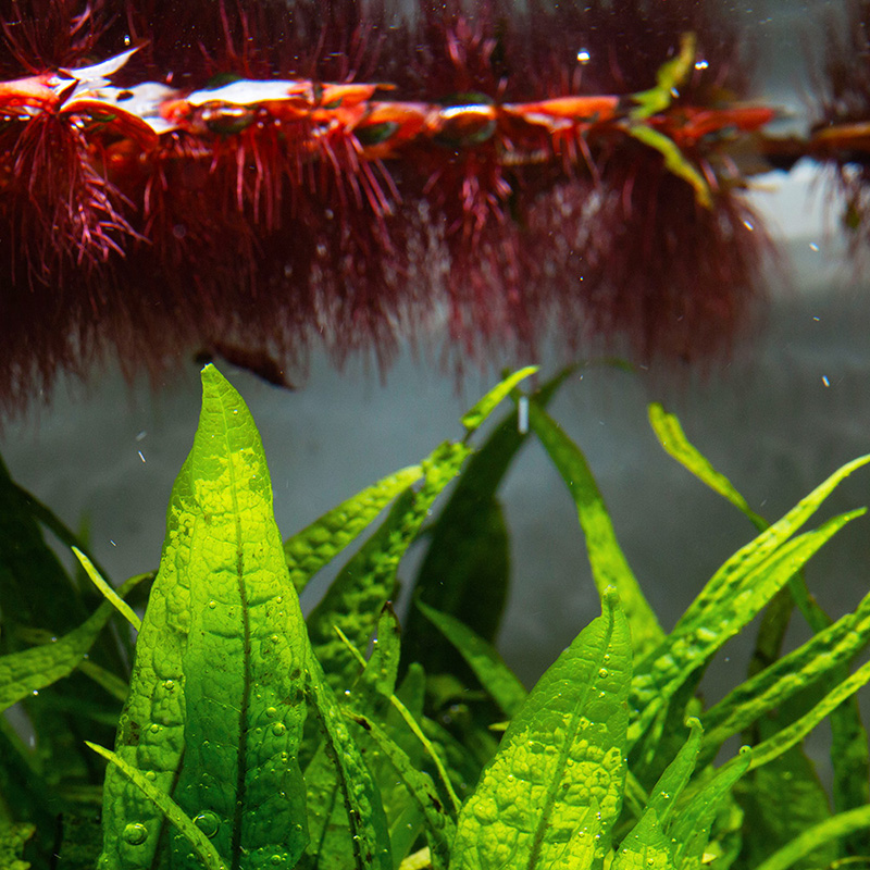 Schwimmpflanzen, eine Gruppe der Aquarienpflanzen