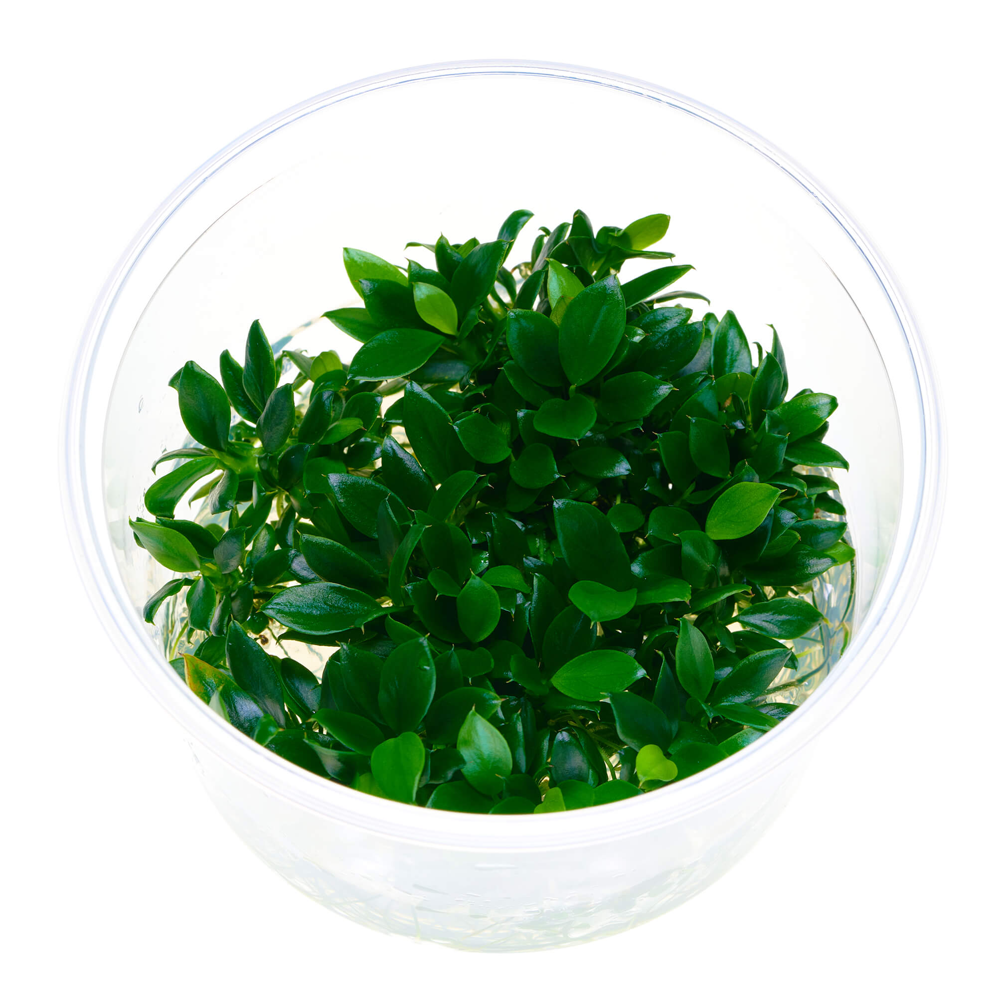 Anubias nana Pangolino in vitro
