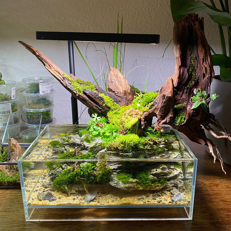 Terrarium mit fleischfressenden Pflanzen