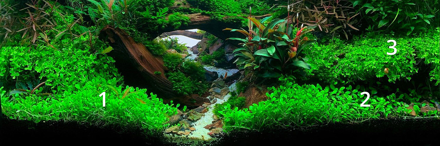 Bepflanzung eines Aquascapes Vordergrund