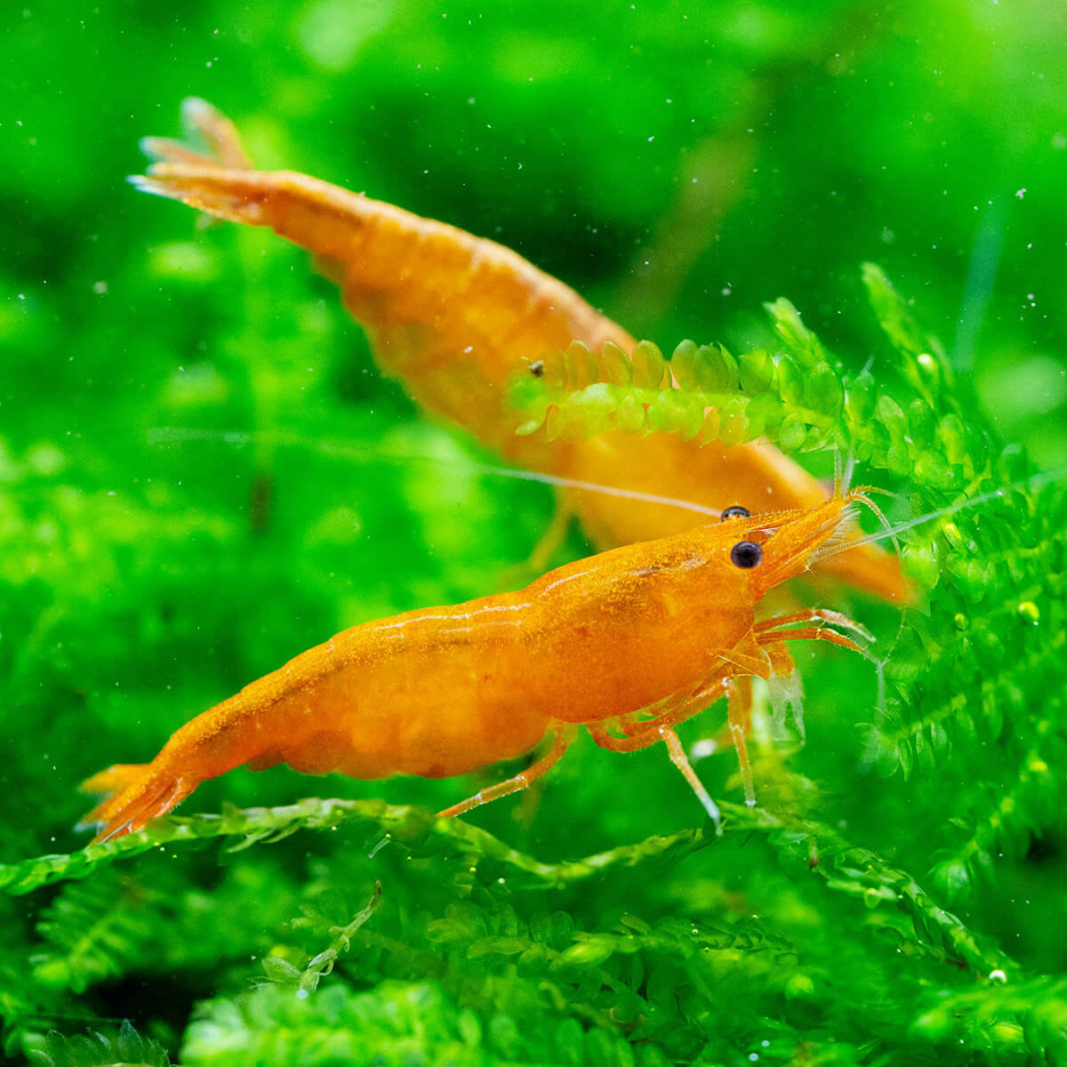 Orange Neon Garnelen weiden Biofilm von Aquarium Moos ab