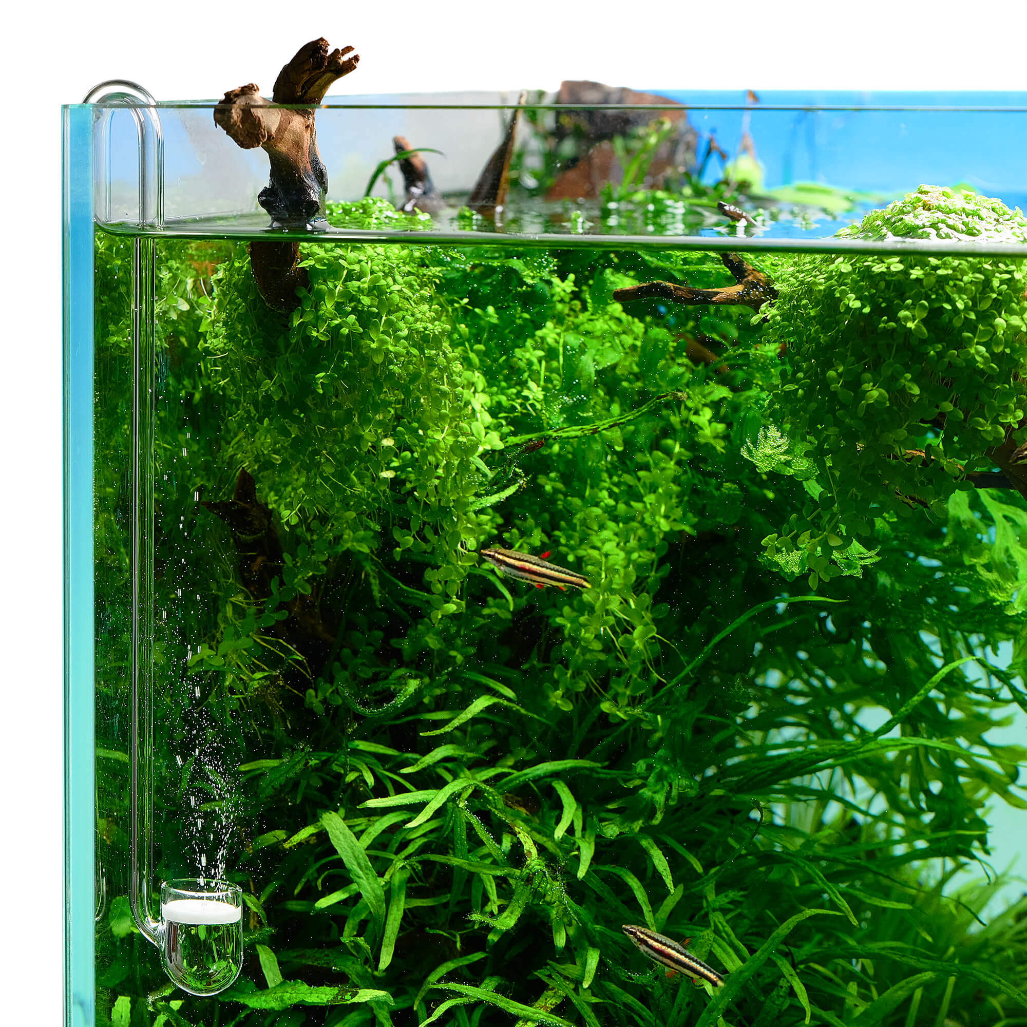 USCAPE CO2 Diffusor Glasware J - Pipe Aquarium