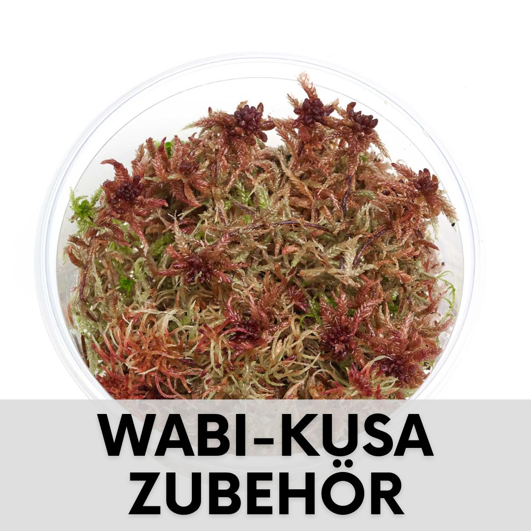 Wabi Kusa Zubehör und pflege