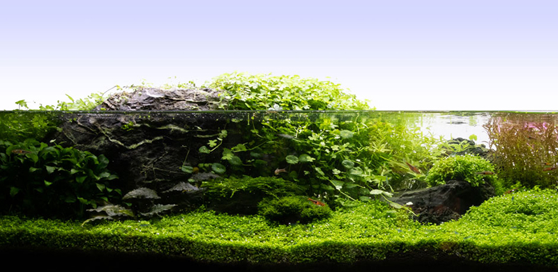 Hydrocotyle tripartita wächst aus dem Aquarium heraus
