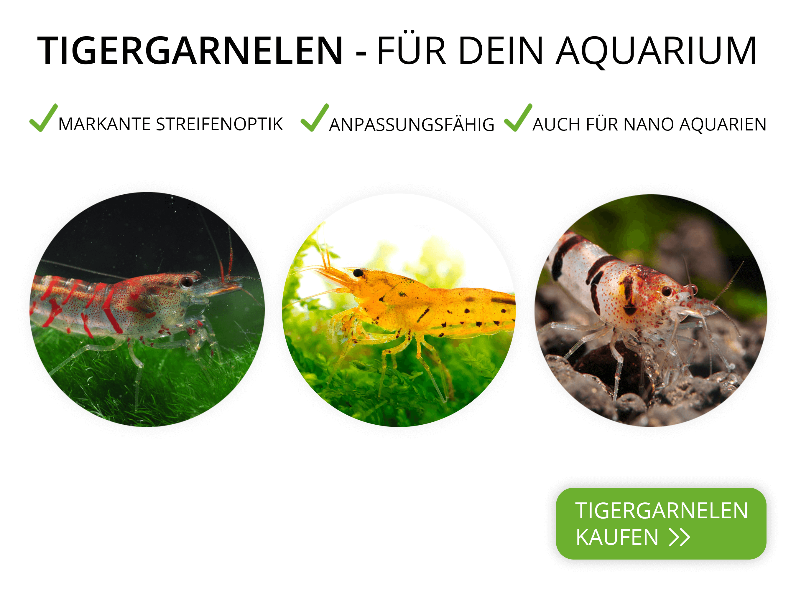 Tigergarnelen Caridina mariae für das Aquarium kaufen
