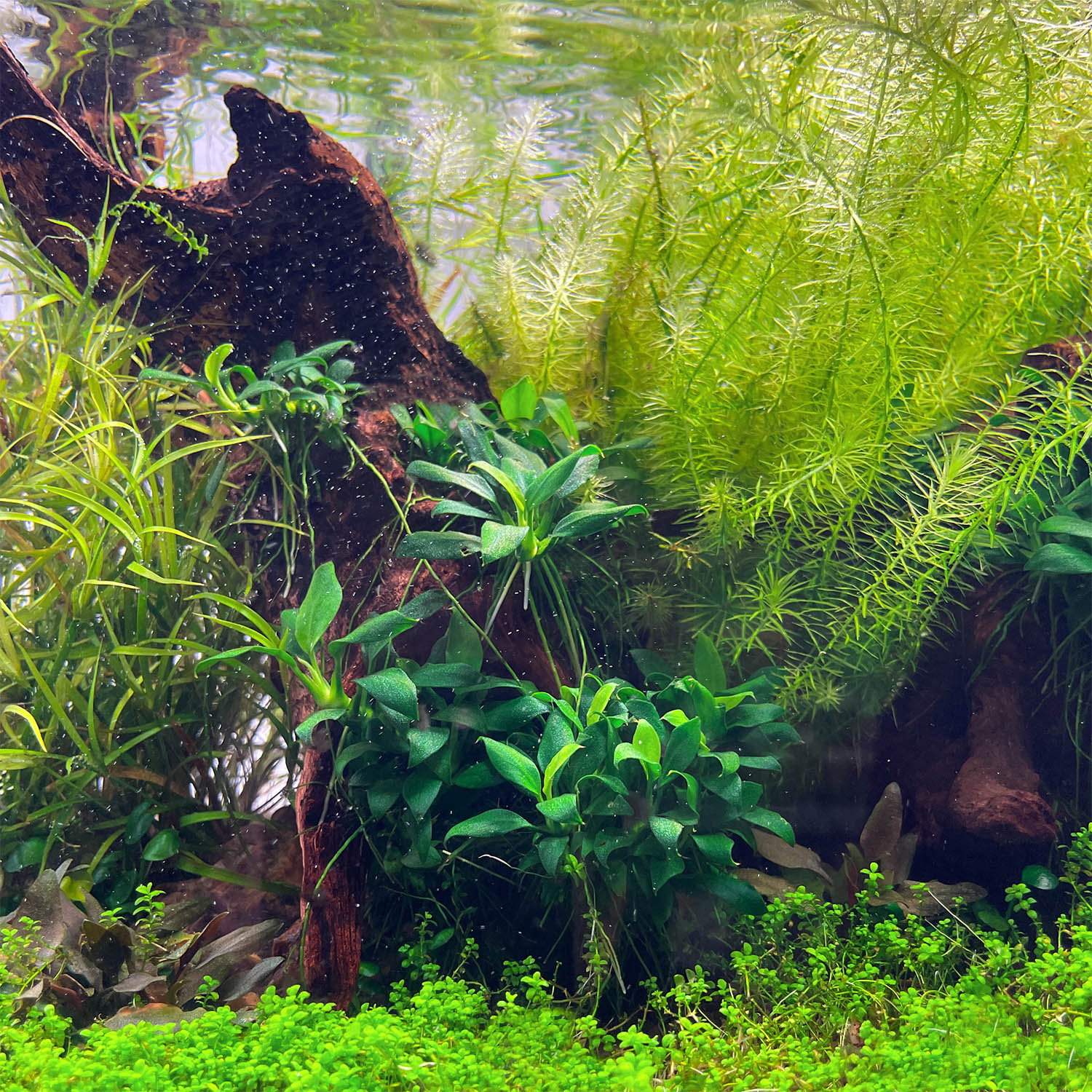 Anubias Pangolino auf Flusswurzel