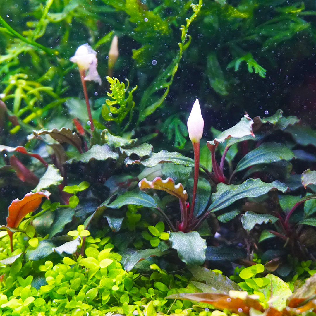 Bucephalandra Kedagang zwischen anderen Bucephalandren