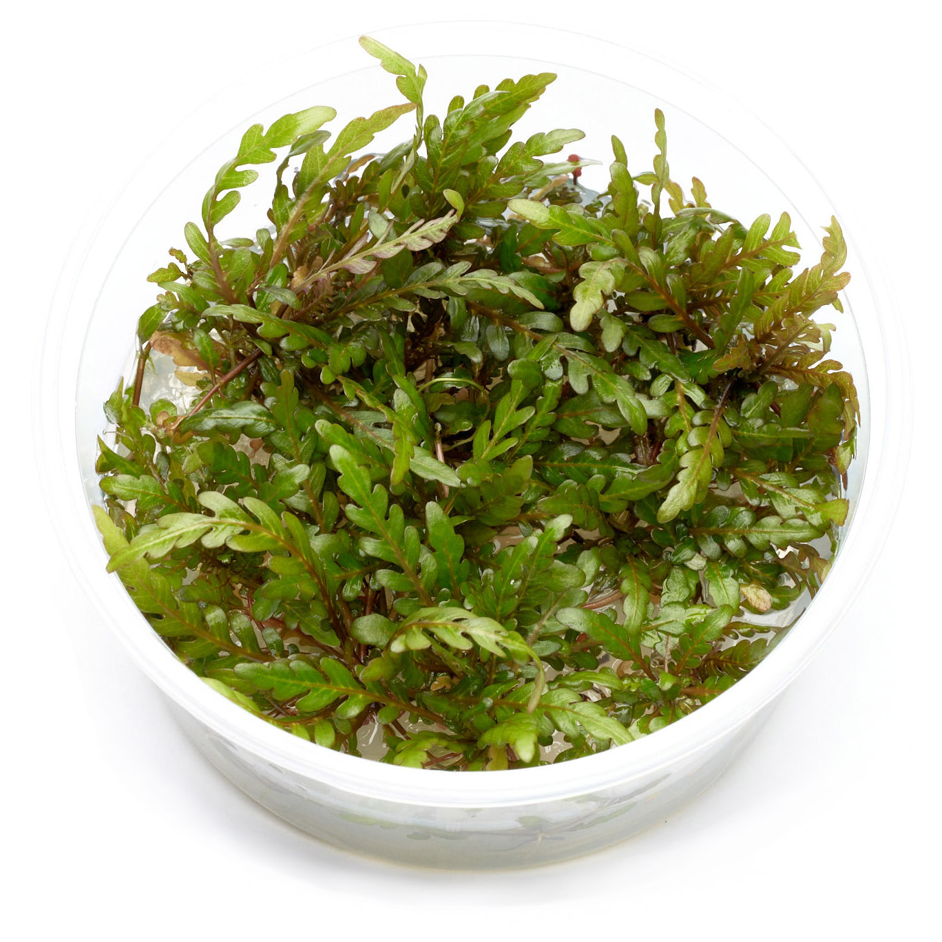 Hygrophila pinnatifida als in vitro Pflanze in sterilem Nährmedium