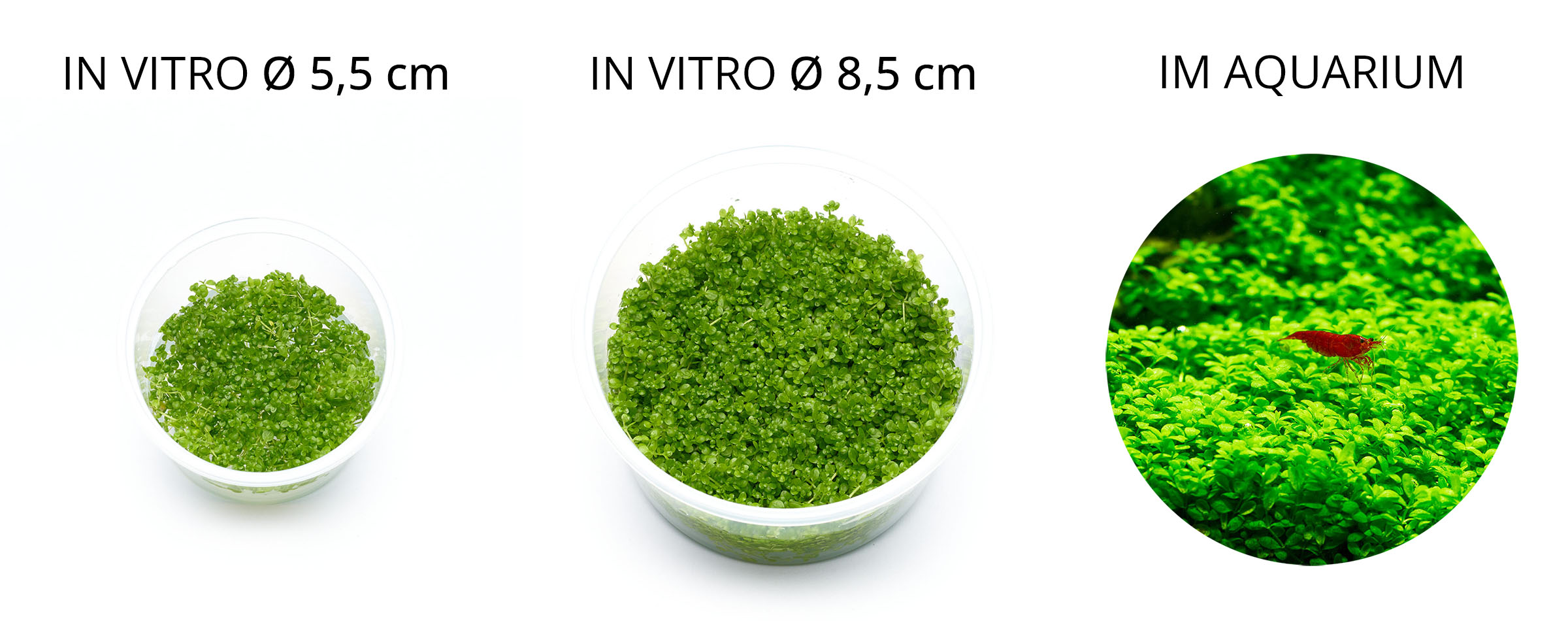 Hemianthus callitrichoides Lieferumfang Vergleich