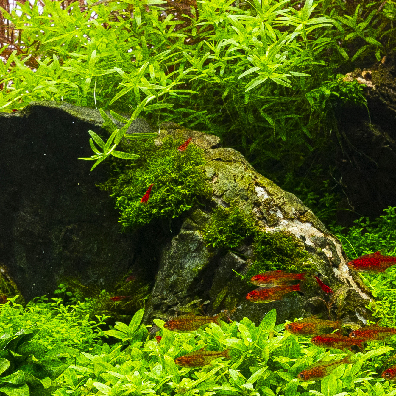 Aquarium Moos, eine Art der Aquarienpflanzen