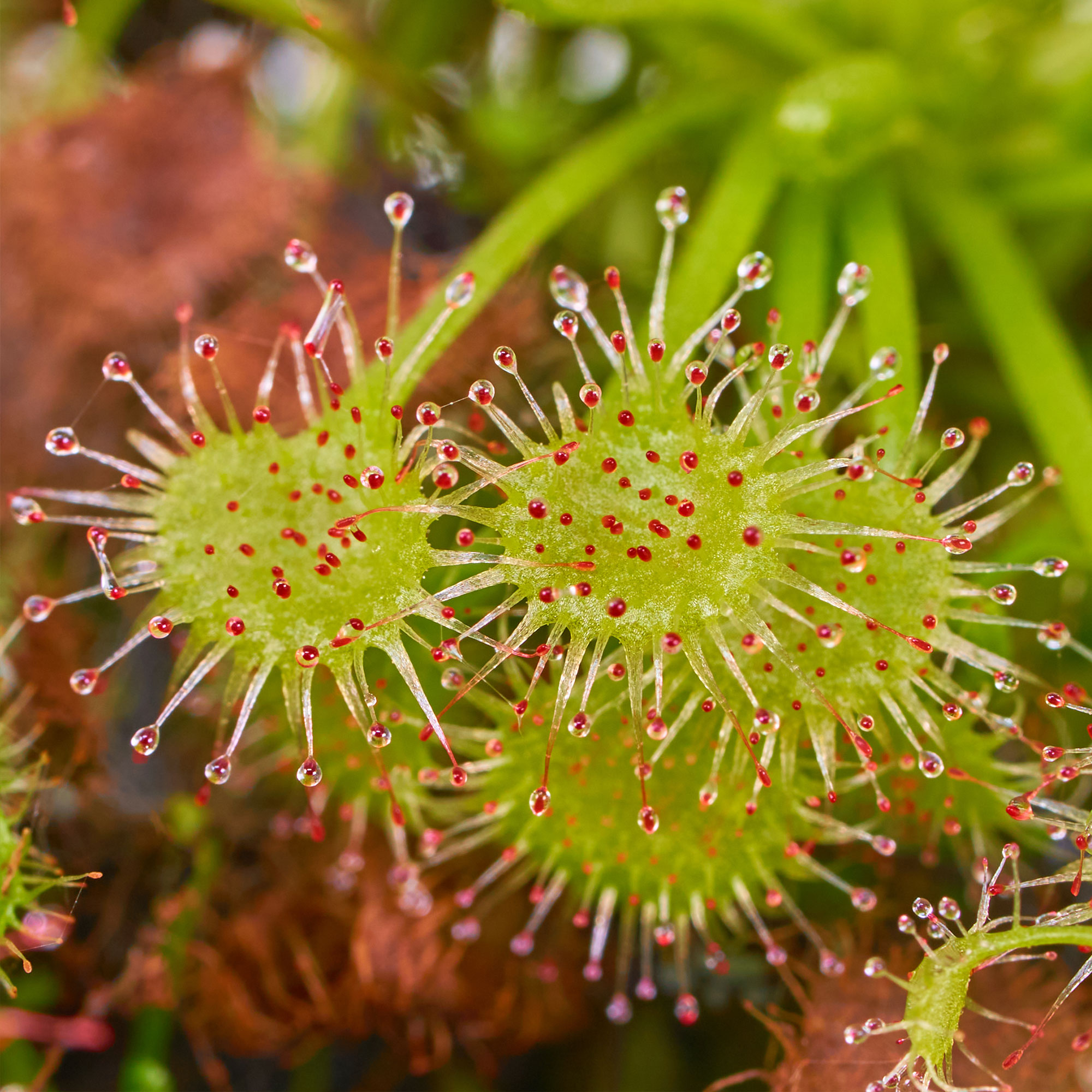 Drosera rotundifolia rundblättriger Sonnentau