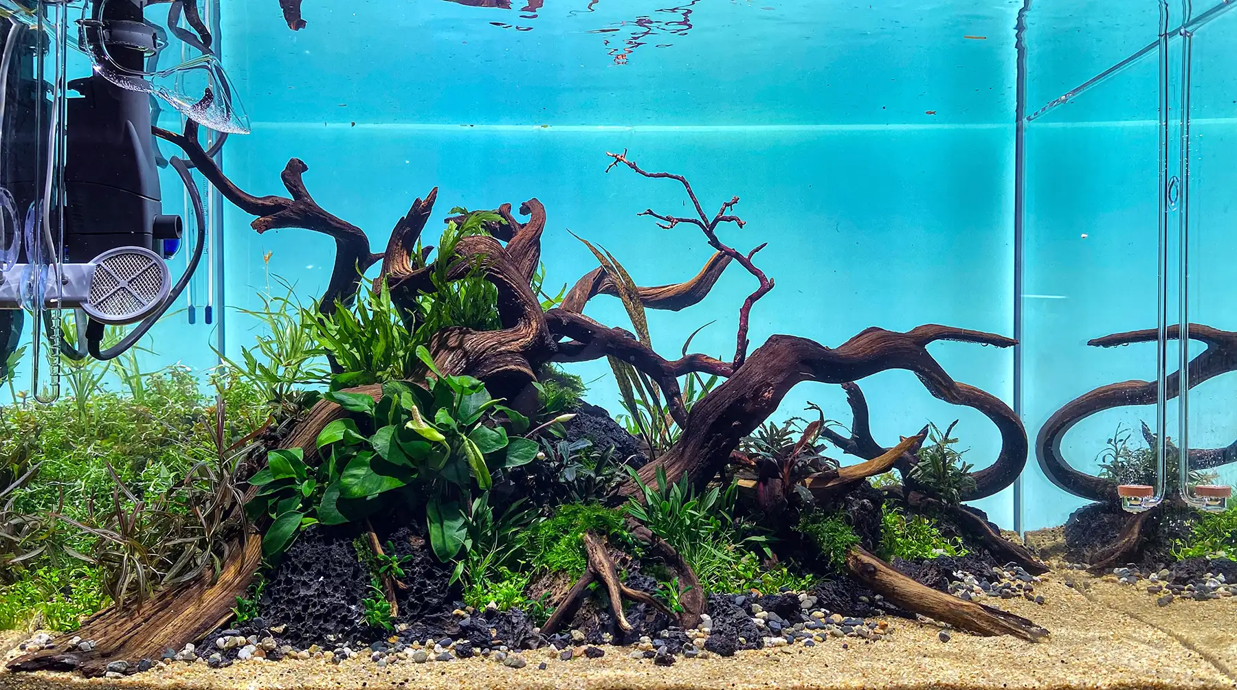 Naturaquarium mit schwarzer Lava nach der Bepflanzung mit Aquariumpflanzen