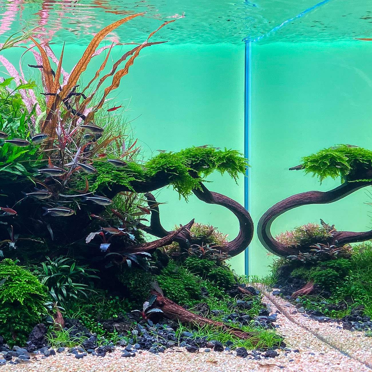 Christmas Moos, Fissidens fontanus und Creeping Moos in einem Aquascape