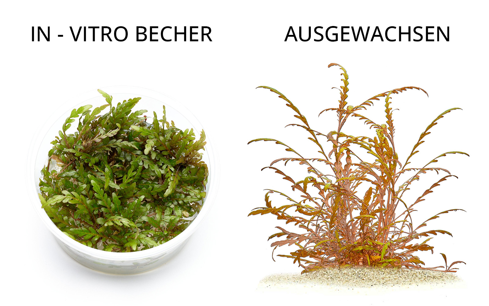 Hygrophila pinnatifida In-Vitro & Ausgewachsen