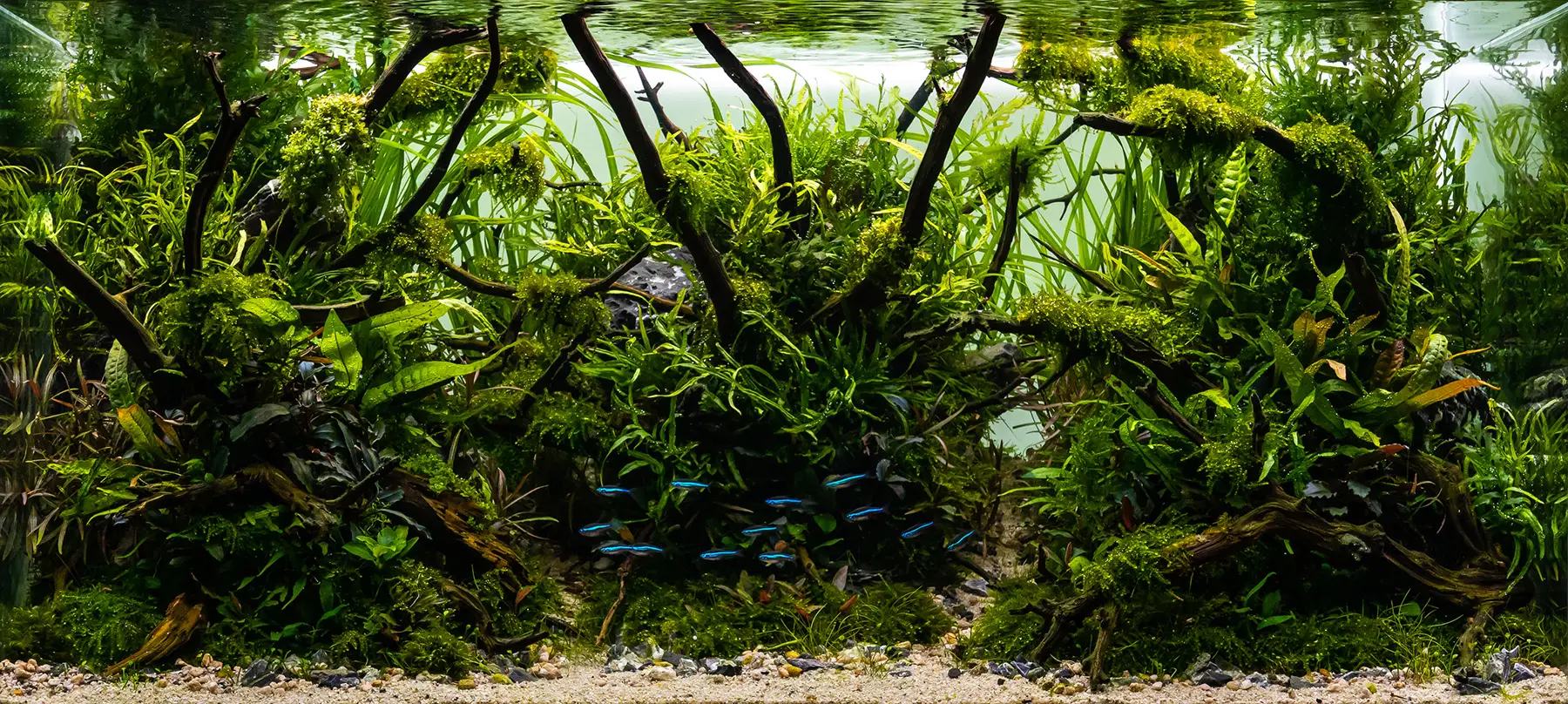 Forest Style Naturaquarium mit Javafarnen