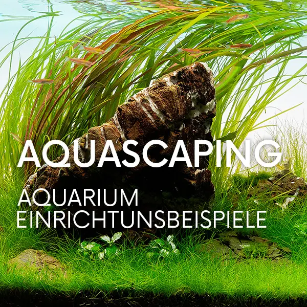 Aquascaping