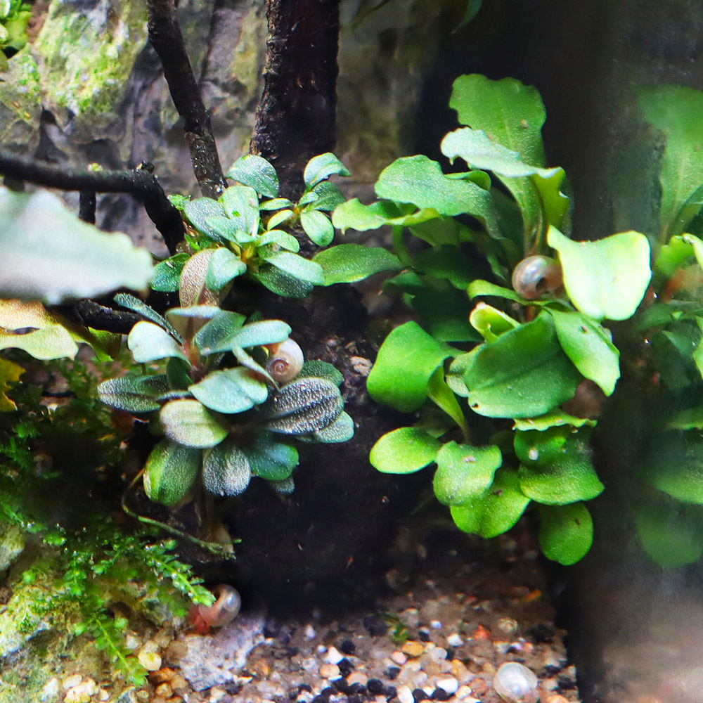 Bucephalandra sp. "Wavy Green"