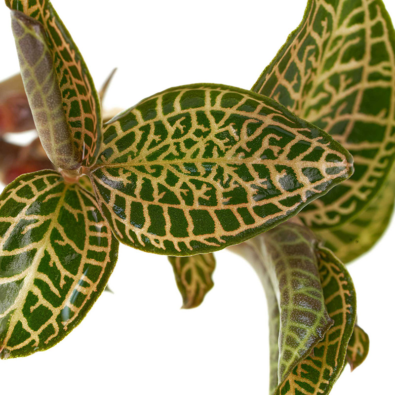 Macodes Anoectochilus roxburghii Skeleton Terrariumpflanze günstig online kaufen