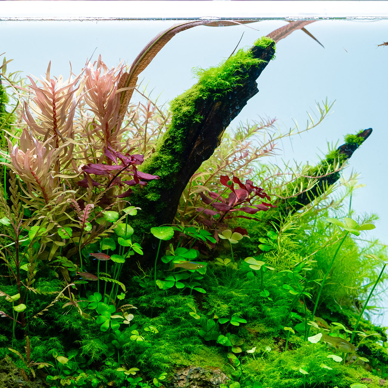 Schnellwachsende Aquarienpflanzen, eine besondere Gruppe der Pflanzen für ein Aquarium