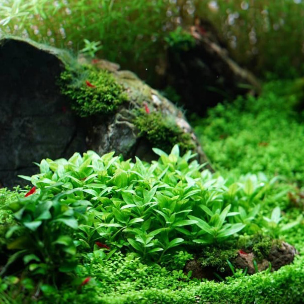 Staurogyne repens zwischen dunklen Steinen im Aquarium