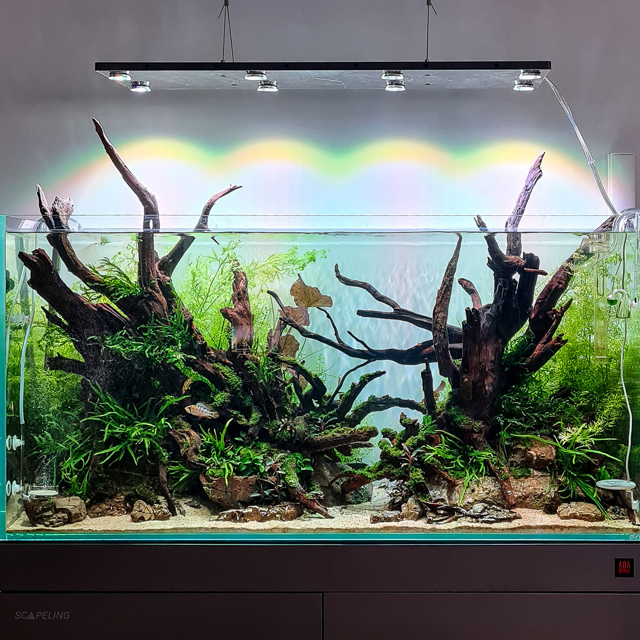 Aquarium mit Driftwood / Flusswurzel eingerichtet