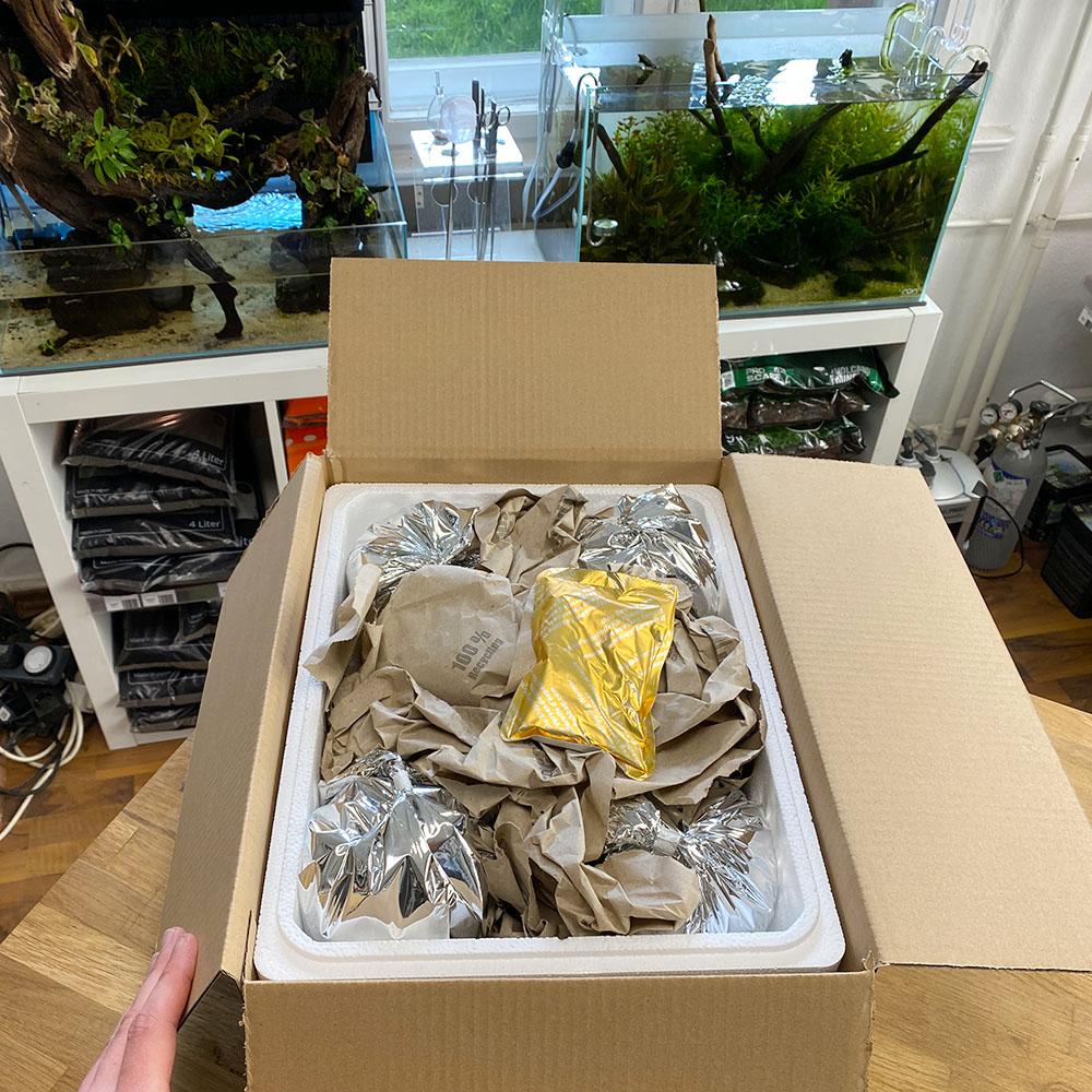 Versand von in vitro Aquarienpflanzen im Winter mit Stryroporbox und Heatpack