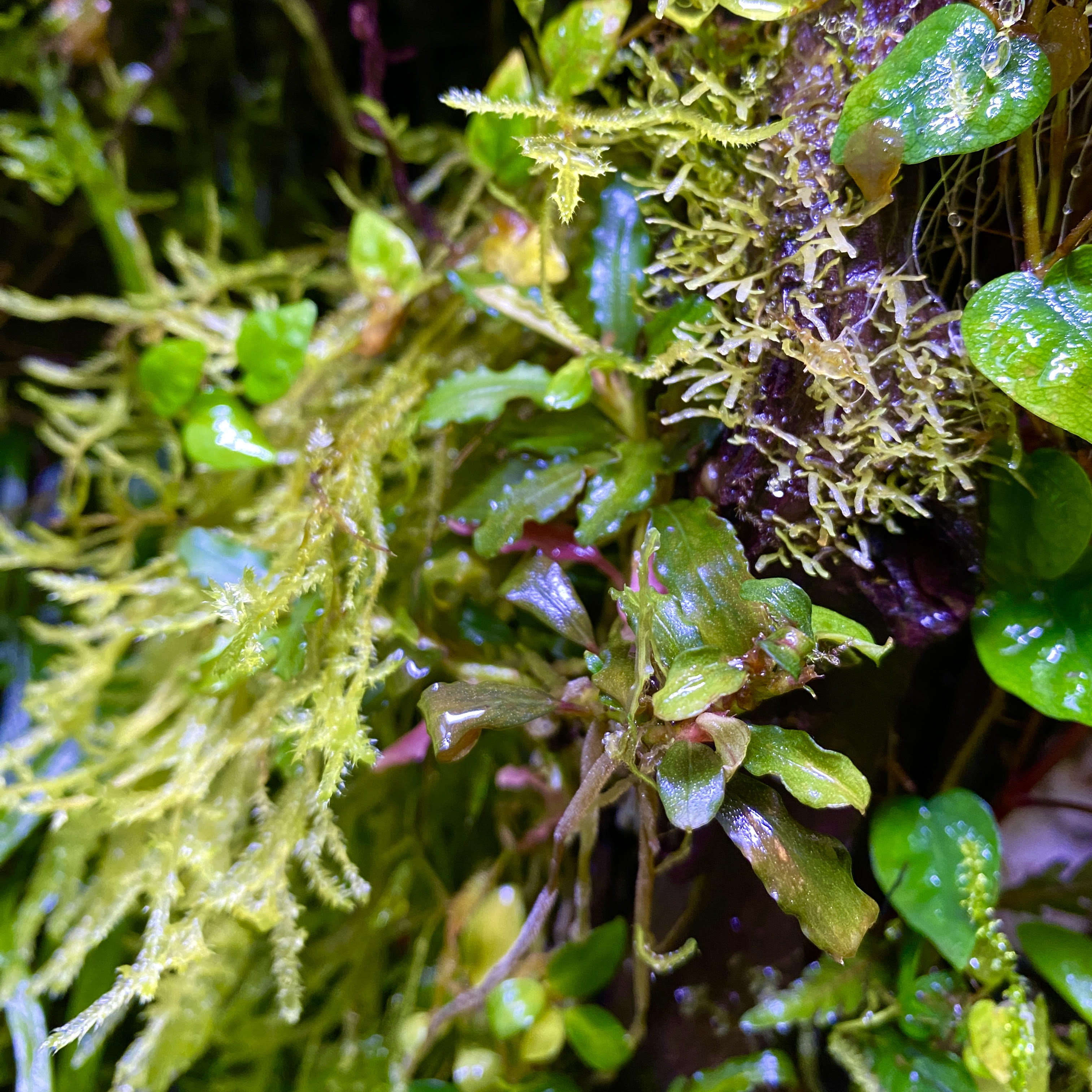 Bucephalandra emers wachsend im Terrarium
